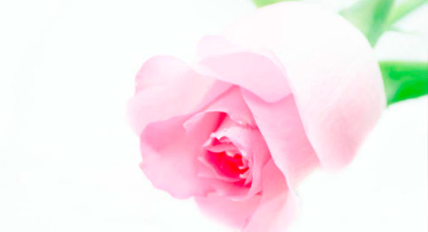 A Beautiful Soft Pink Rose.