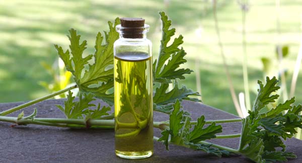 Small Bottle of Rose Geranium Oil to be Used as You Like.