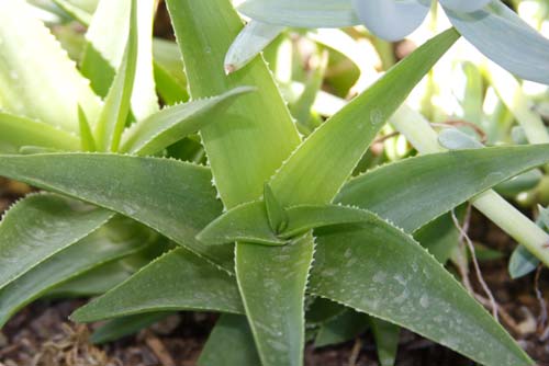 Aloe Vera Plant.