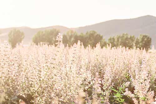 How to Make Herb Infused Oils, Recipes Included