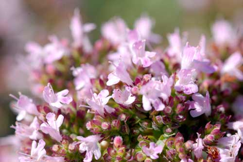 Homemade Herbal Salve