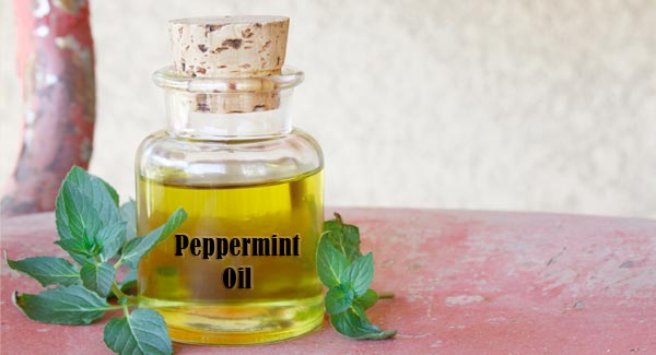 Freshly Infused Jar of Peppermint Scented Oil.
