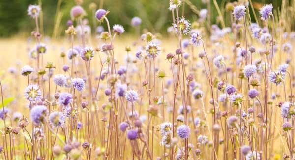Summer Time Field of Purple Wildflowers.