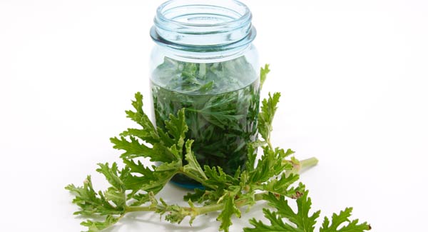 Rose Geranium Pieces in Oil.