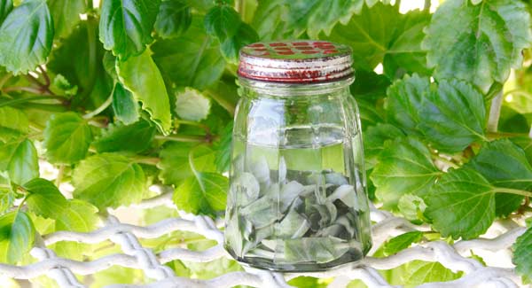 White Sage Cutup and in a Glass Jar with Coconut Oil for Infusing.