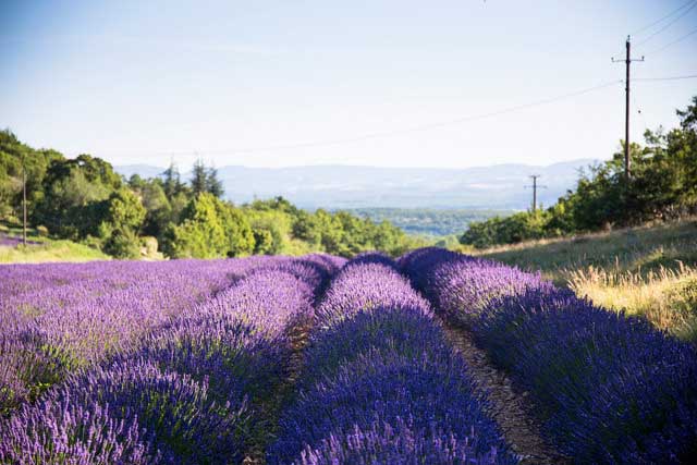 Lavender Field.