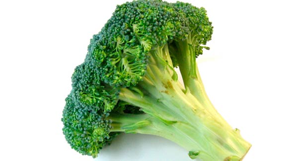 Nice Green Stalk of Broccoli.